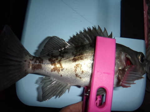 DSC04010