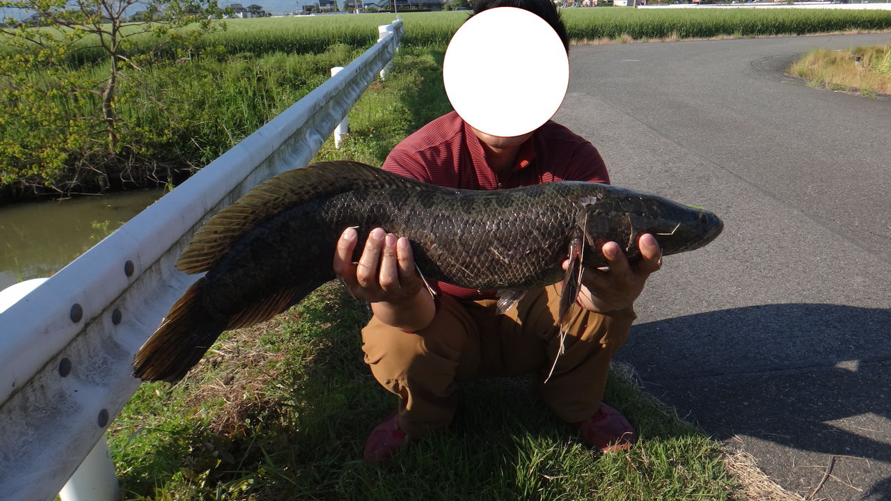 佐賀クリーク 雷魚 バス 16 第1戦 博多発ルアー釣りブログ