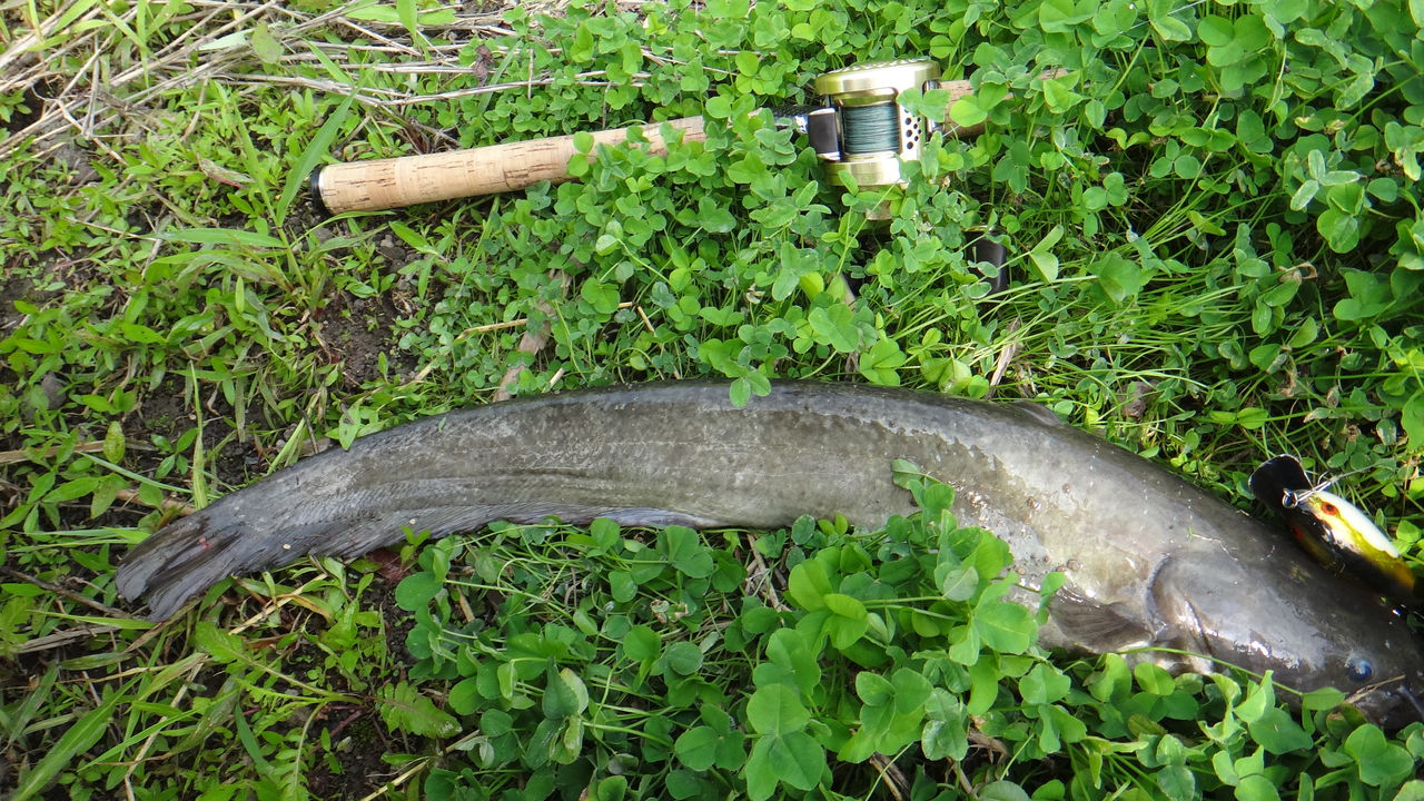 佐賀県クリーク 雷魚 第3戦 50アップバス 2も 博多発ルアー釣りブログ 佐賀県クリーク 雷魚 第3戦 50アップバス 2も 博多発ルアー釣りブログ