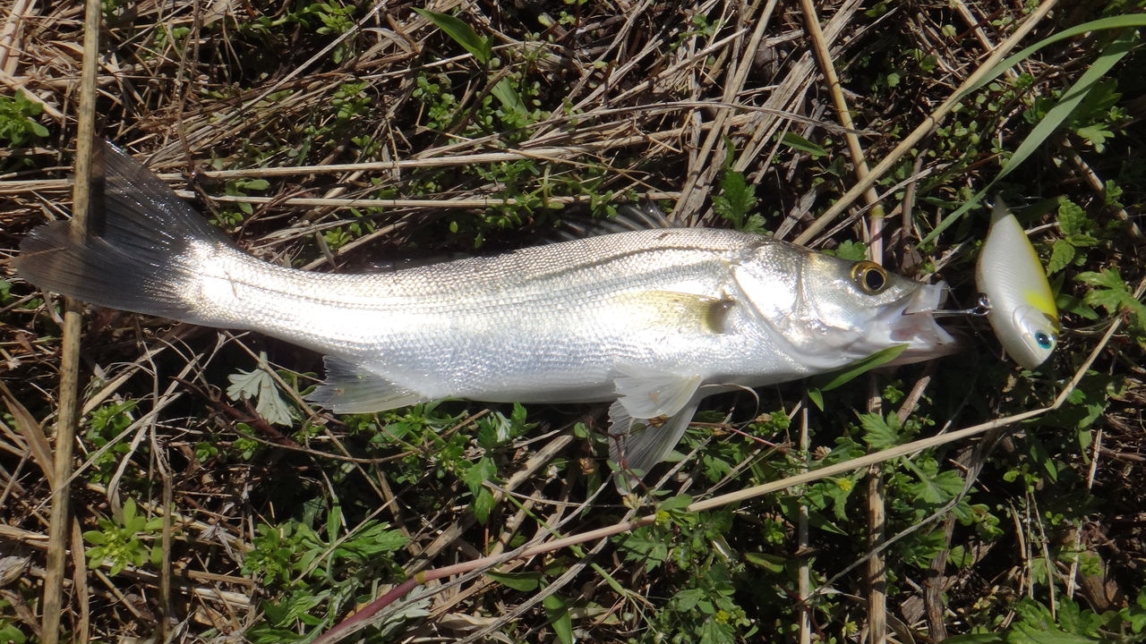 博多湾流入河川 バスタックルでシーバスデイゲーム 博多発ルアー釣りブログ