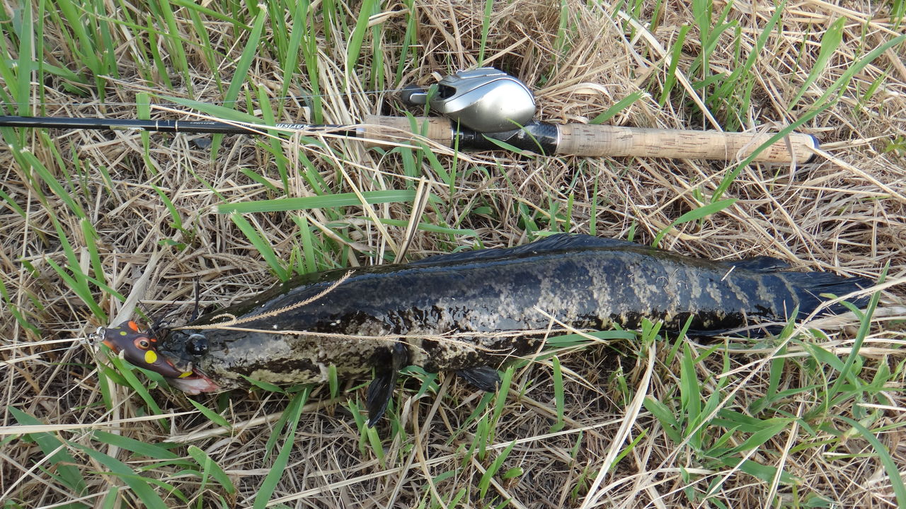 佐賀県クリーク フロッグで真夏の雷魚釣り 博多発ルアー釣りブログ 佐賀県クリーク フロッグで真夏の雷魚釣り 博多発ルアー釣りブログ