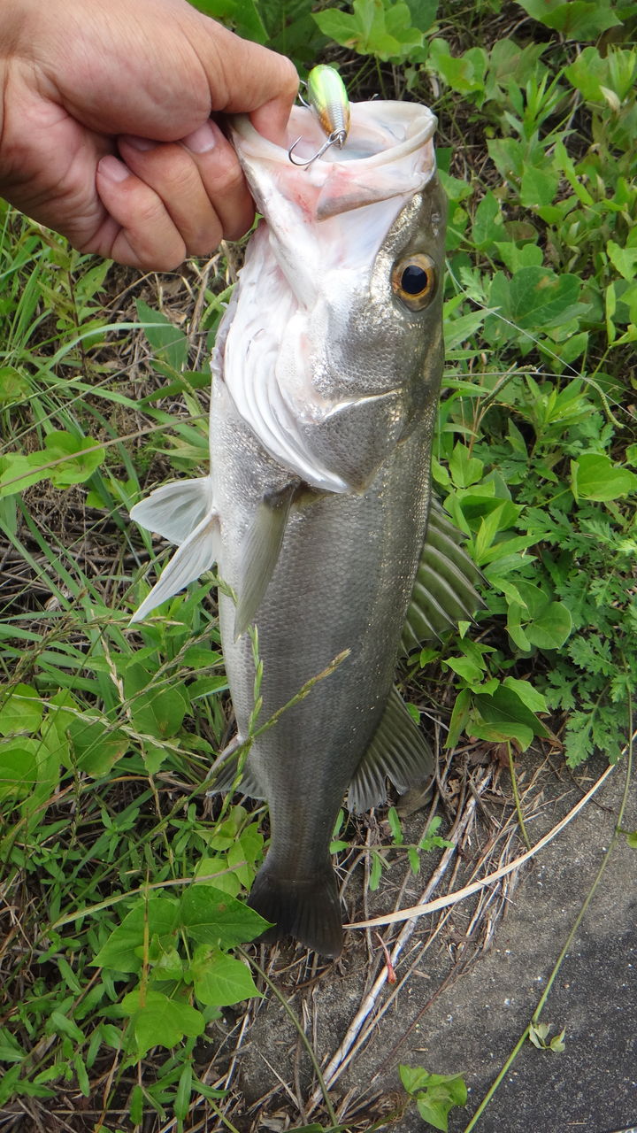 博多湾 流入河川 シーバス デイゲームで連発 博多発ルアー釣りブログ