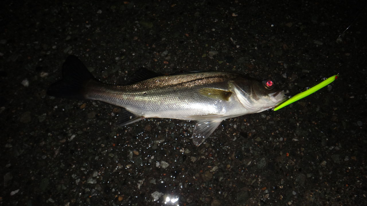 博多湾 バチ抜けシーバス釣行 6月 ヤフオクドーム 樋井川界隈 博多発ルアー釣りブログ