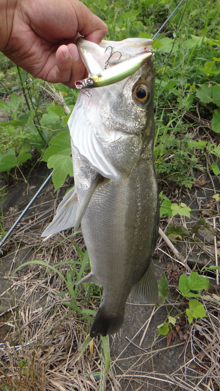 博多湾 流入河川 シーバス デイゲームで連発 博多発ルアー釣りブログ