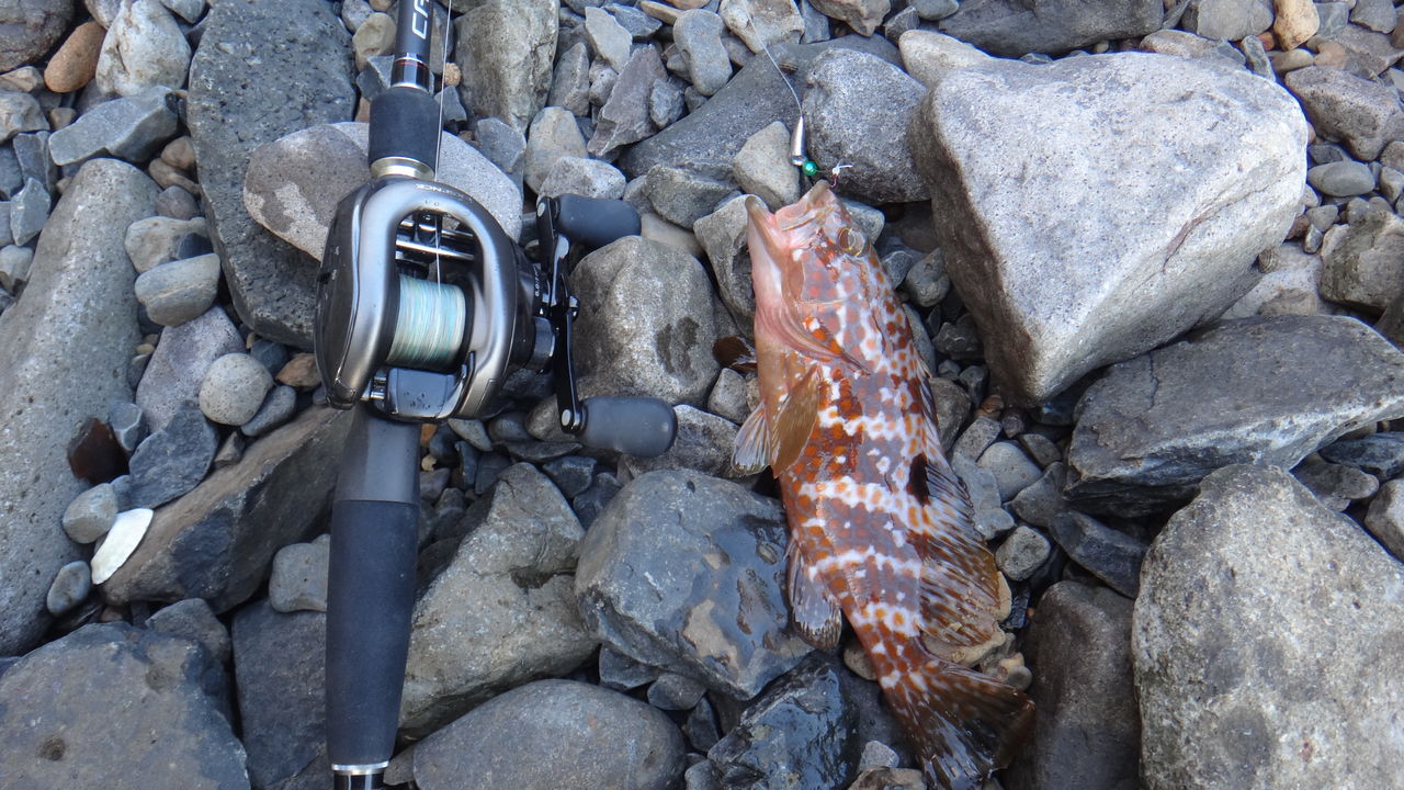 エクセンスdc クロステージhard Rockでベイトタックル ロックフィッシュデビュー In糸島界隈 博多発ルアー釣りブログ