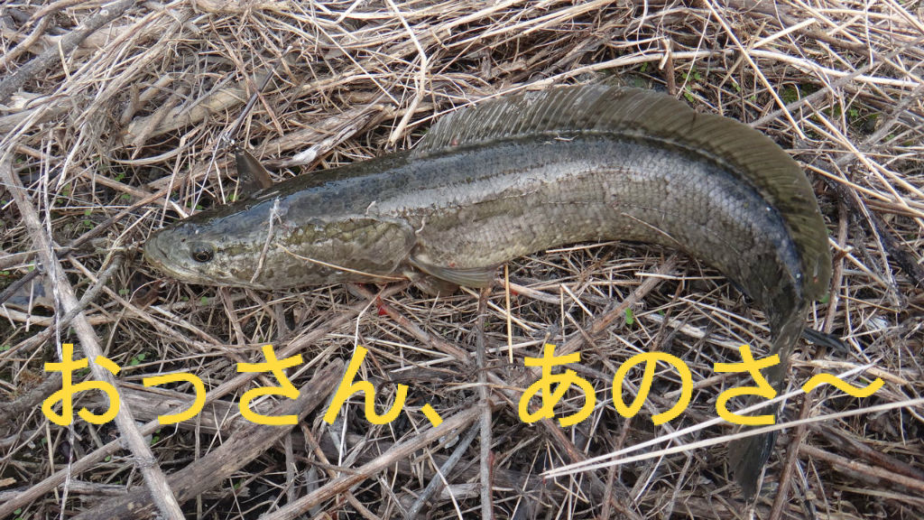 初冬でも 雷魚って釣れるの って 試す気持ちもあって 待ち時間中に水路でルアー投げてみた 博多発ルアー釣りブログ 初冬でも 雷魚って釣れるの って 試す気持ちもあって 待ち時間中に水路でルアー投げてみた 博多発ルアー釣りブログ