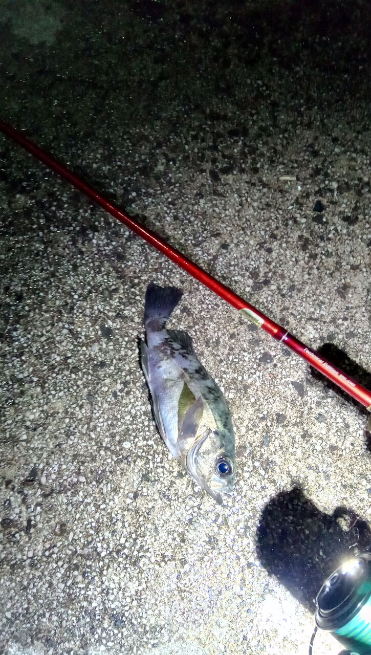 年2月2日 油谷でメバル 釣りたかったのはアジ つり釣りfishing 年2月2日 油谷でメバル 釣りたかったのはアジ つり釣りfishing