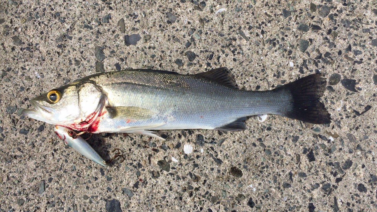 床波はシーバスだらけ いよいよサーフが熱くなる 明るくなる一瞬を狙え 心はいつも 釣り日和 床波はシーバスだらけ いよいよサーフが熱くなる 明るくなる一瞬を狙え 心はいつも 釣り日和