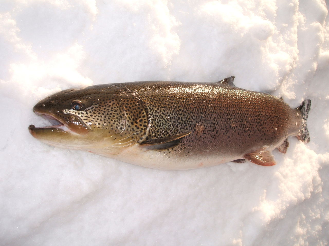 イトウ釣りたいよな 釣り好きちゃんねる 2chまとめ イトウ釣りたいよな 釣り好きちゃんねる 2chまとめ