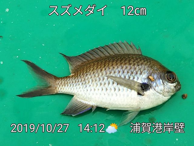 笑転爺の釣日記 10月27日 スズメダイ キュウセンベラ ハゼ 釣好笑転爺のブログ 笑転爺の釣日記 10月27日 スズメダイ キュウセンベラ ハゼ 釣好笑転爺のブログ