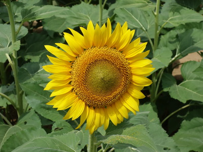DSC00290