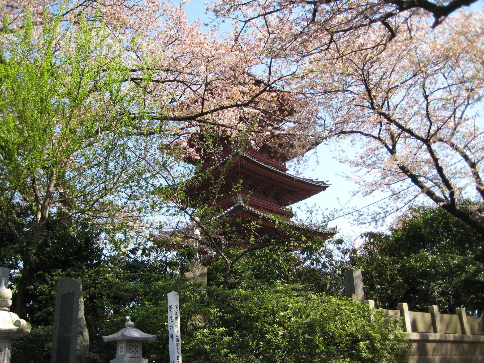 池上本門寺の五重塔と桜 ひものや牛ハラミのランチ B級グルメとラーメン二郎の食べある記