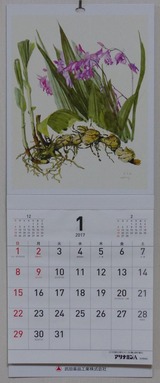 2016_12ÉðÅÄÌôÉʹ©¶È¥«¥ì¥ó¥À¡¼