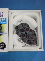 2025_09���ŷʪ������ͥ������