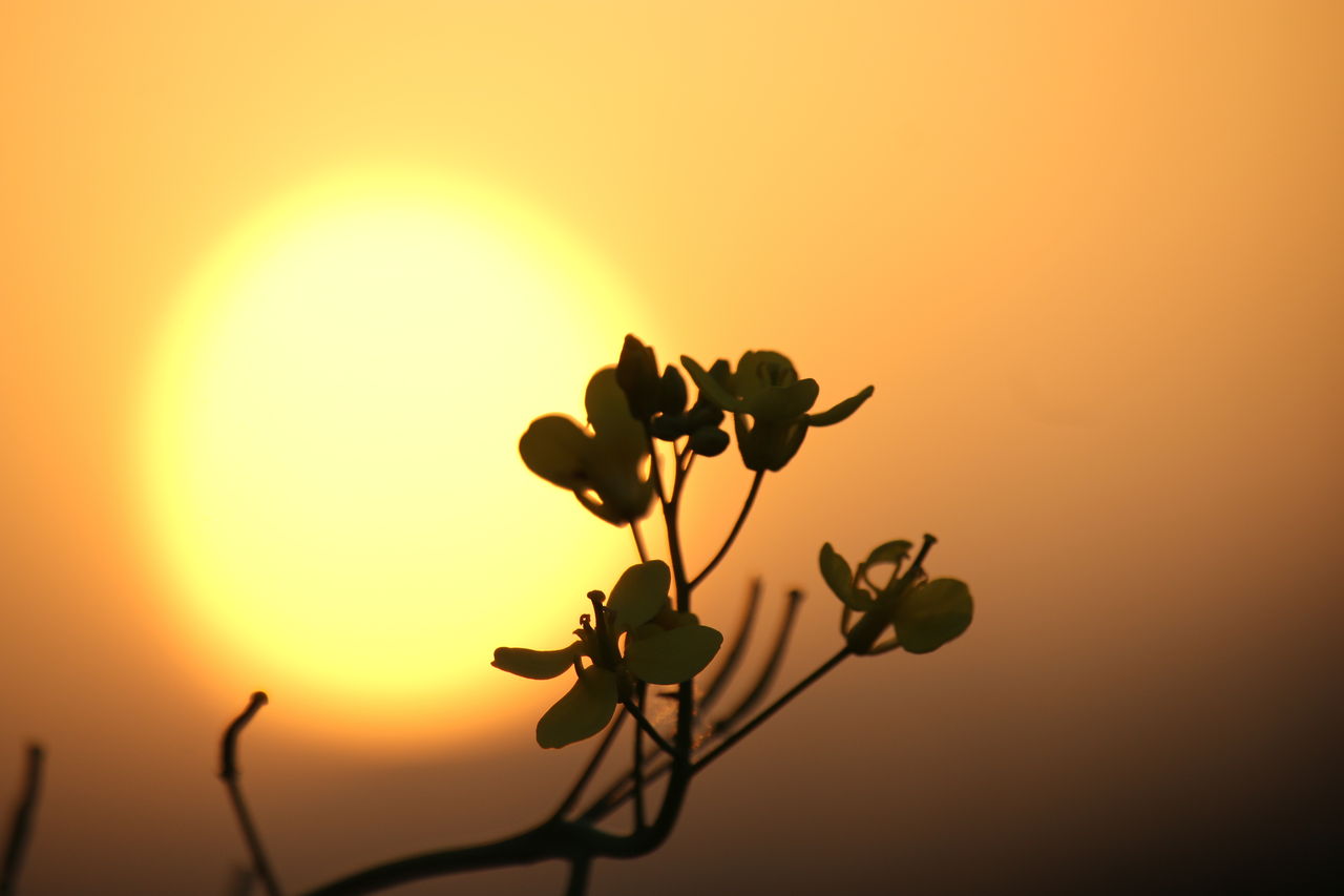 黄色い太陽 湘南フォトカメのブログ
