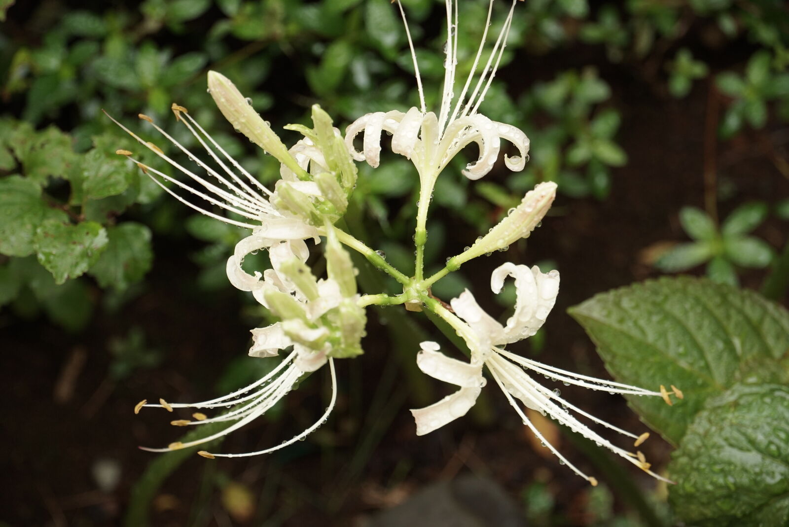 白いヒガンバナ 湘南フォトカメのブログ