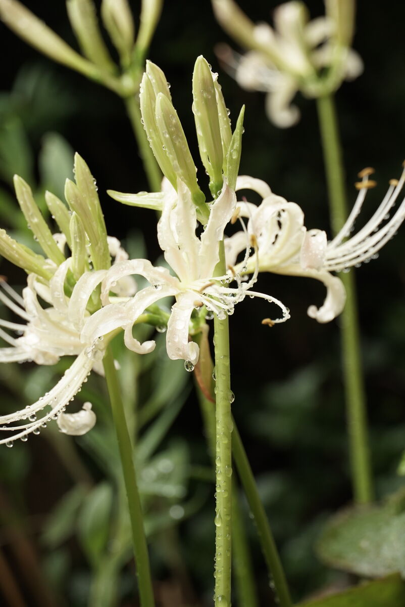 白いヒガンバナ 湘南フォトカメのブログ
