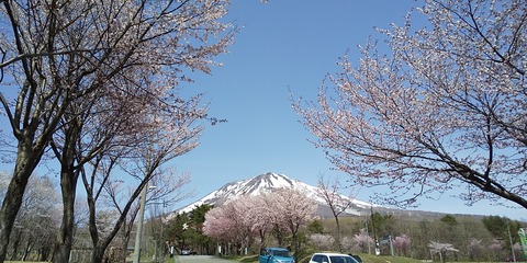 春の岩木山