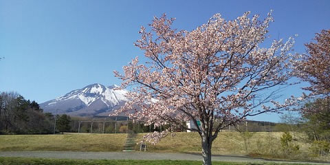 岩木山と桜