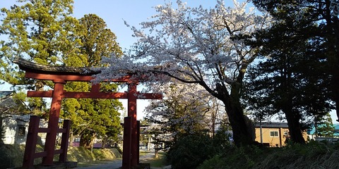 岩木山神社 桜-2