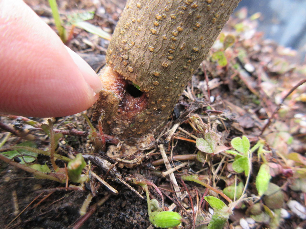 オリーブの木に 根食い虫が 鶴田の部屋ブログ