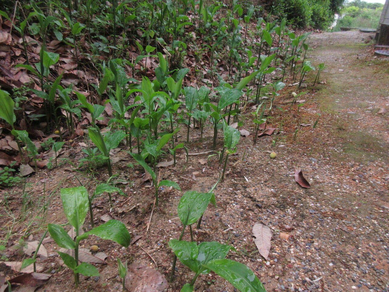 日曜日のお仕事 鶴田の部屋ブログ