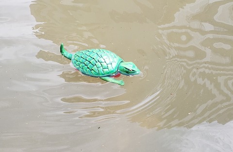 水オフ２０１９　泳ぐガメラ