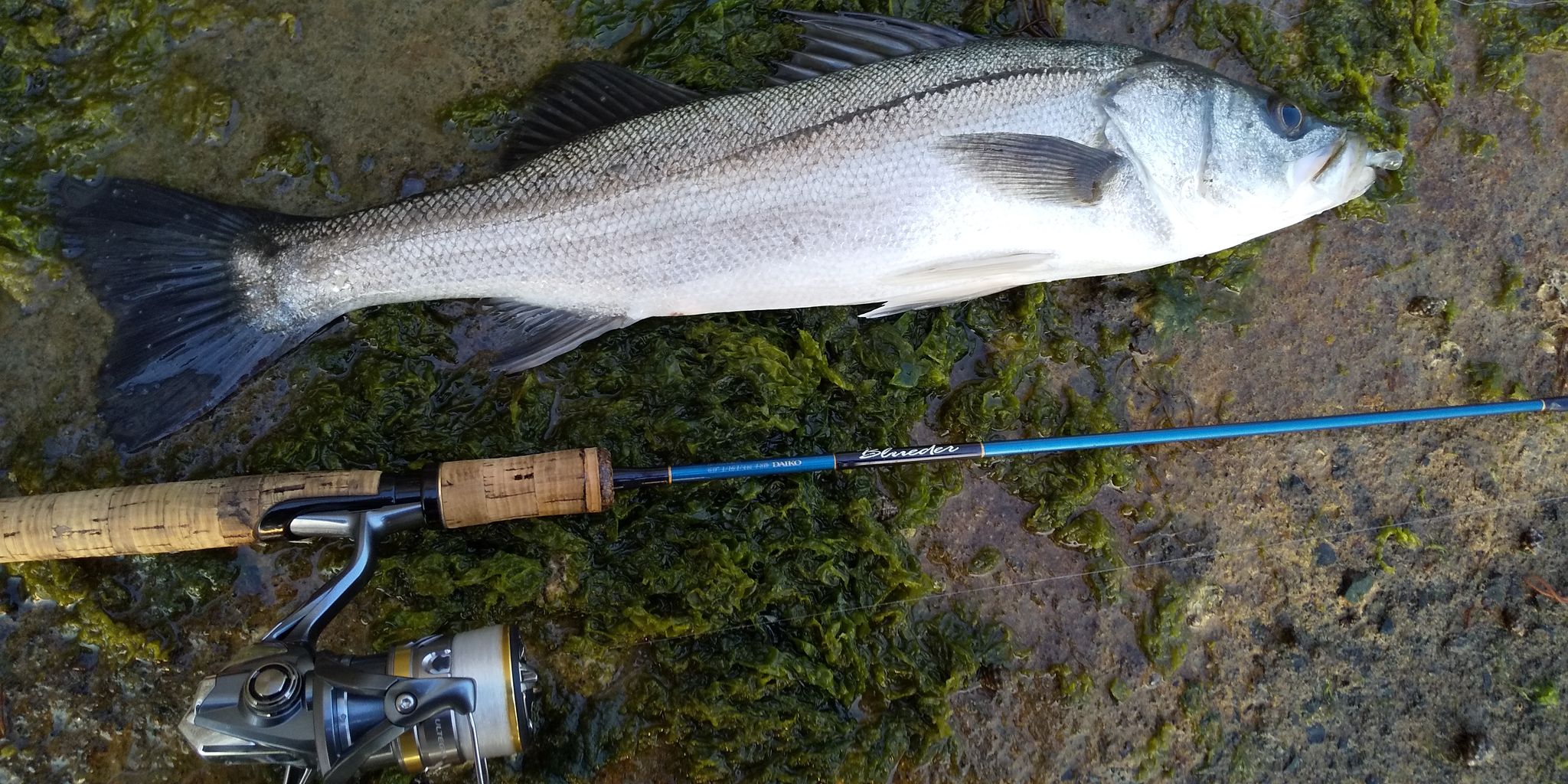 宇野港近くの川でシーバス入れ食い 釣っていいとも