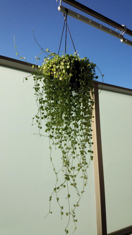 ディスキディアの水やり Tutti Greenのblog ディスキディアの水やり Tutti Greenのblog