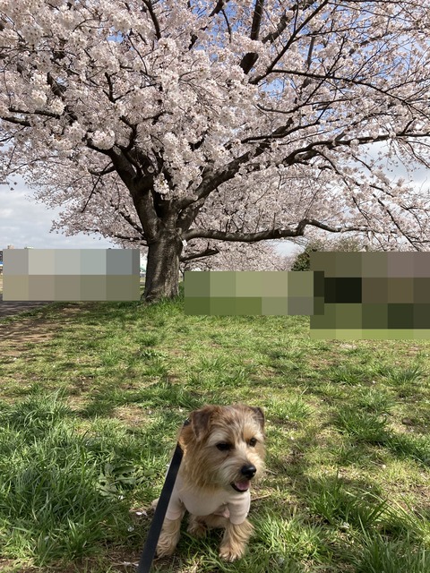 IMG_6476 - コピー
