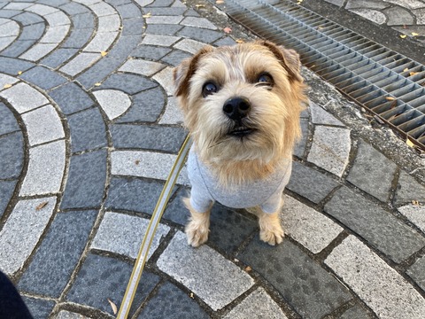 IMG_9668 - コピー