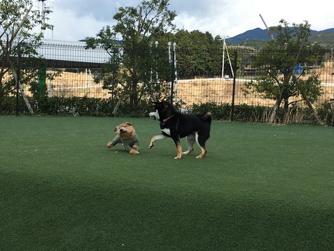 IMG_2579 - コピー