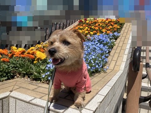 IMG_9303 - コピー