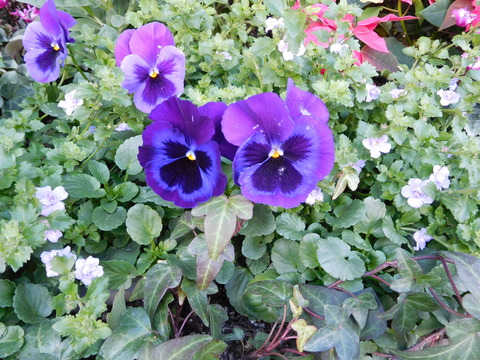 DSCN2707 - コピー