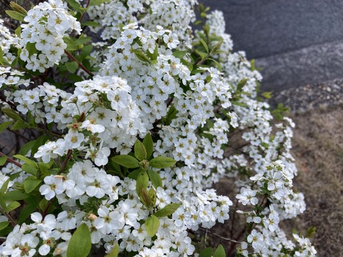 IMG_7185 - コピー