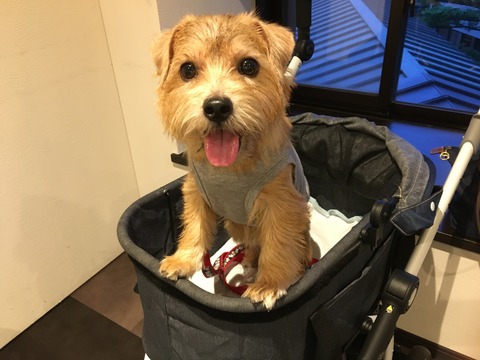 IMG_2005 - コピー