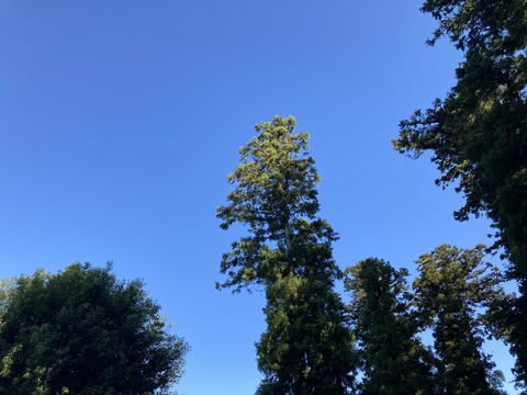 IMG_9608 - コピー