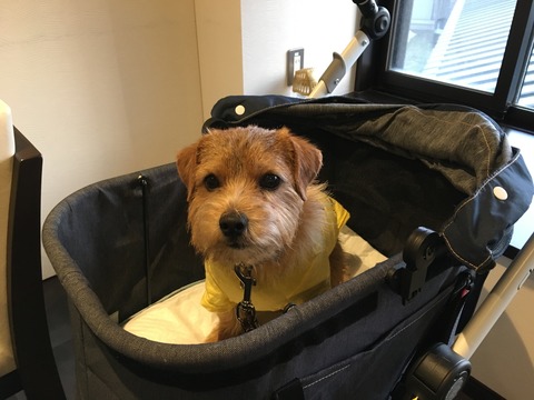 IMG_0648 - コピー