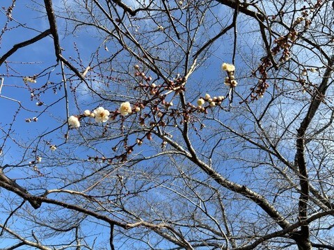 IMG_9747 - コピー