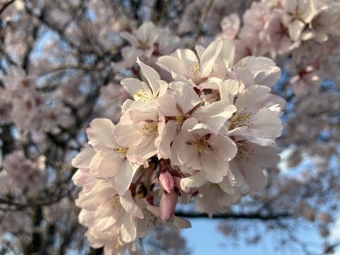 IMG_9809 - コピー