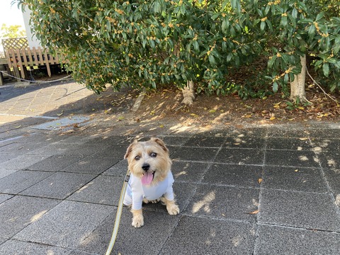 IMG_9649 - コピー