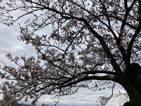 IMG_9271 - コピー