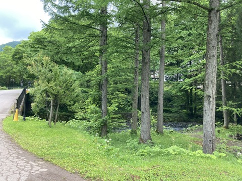 IMG_8495 - コピー