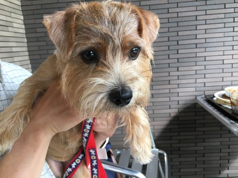 IMG_2220 - コピー