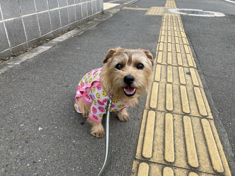 IMG_8449 - コピー