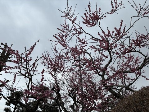 IMG_9783 - コピー