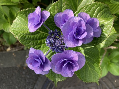 IMG_7534 - コピー