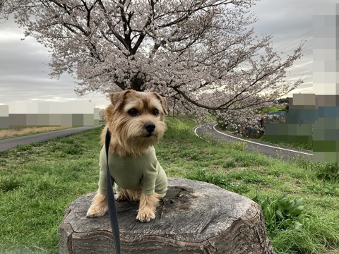 IMG_7202 - コピー