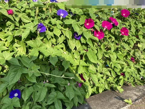 IMG_9568 - コピー