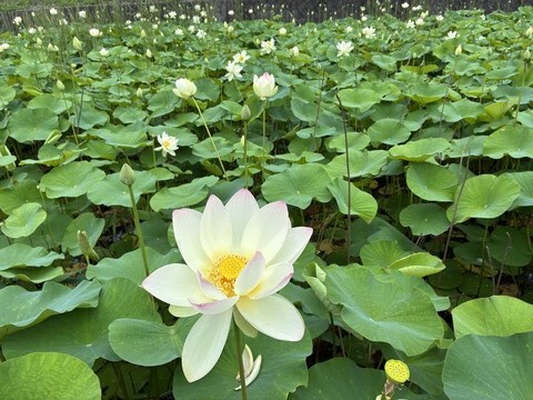 IMG_0053 - コピー